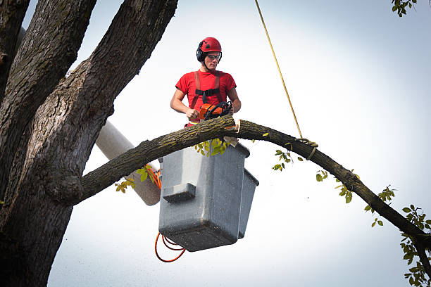 Professional Tree Services in Chelsea Cove, NY